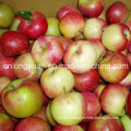 Good Quality Fresh Red Delicious Apple, Huaniu Apple